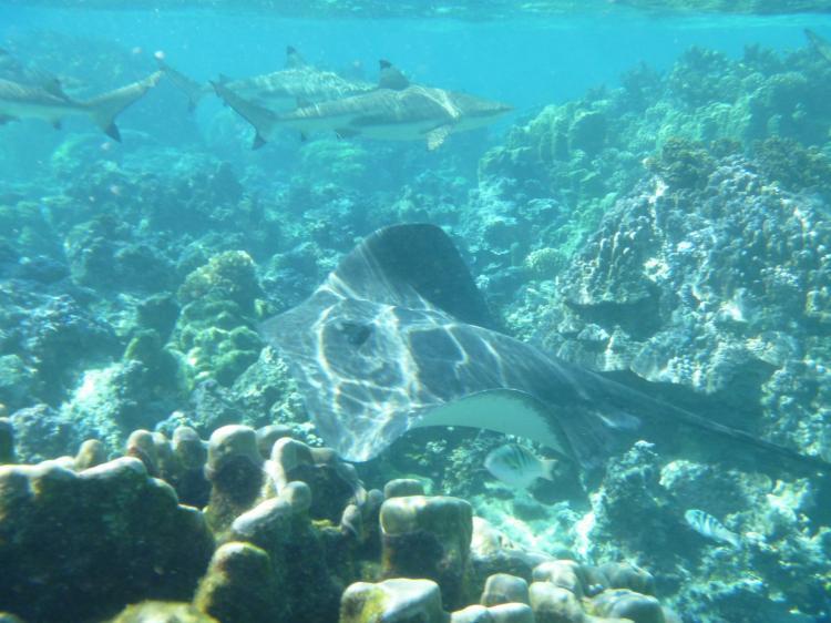 Green Lodge Moorea Temae 外观 照片